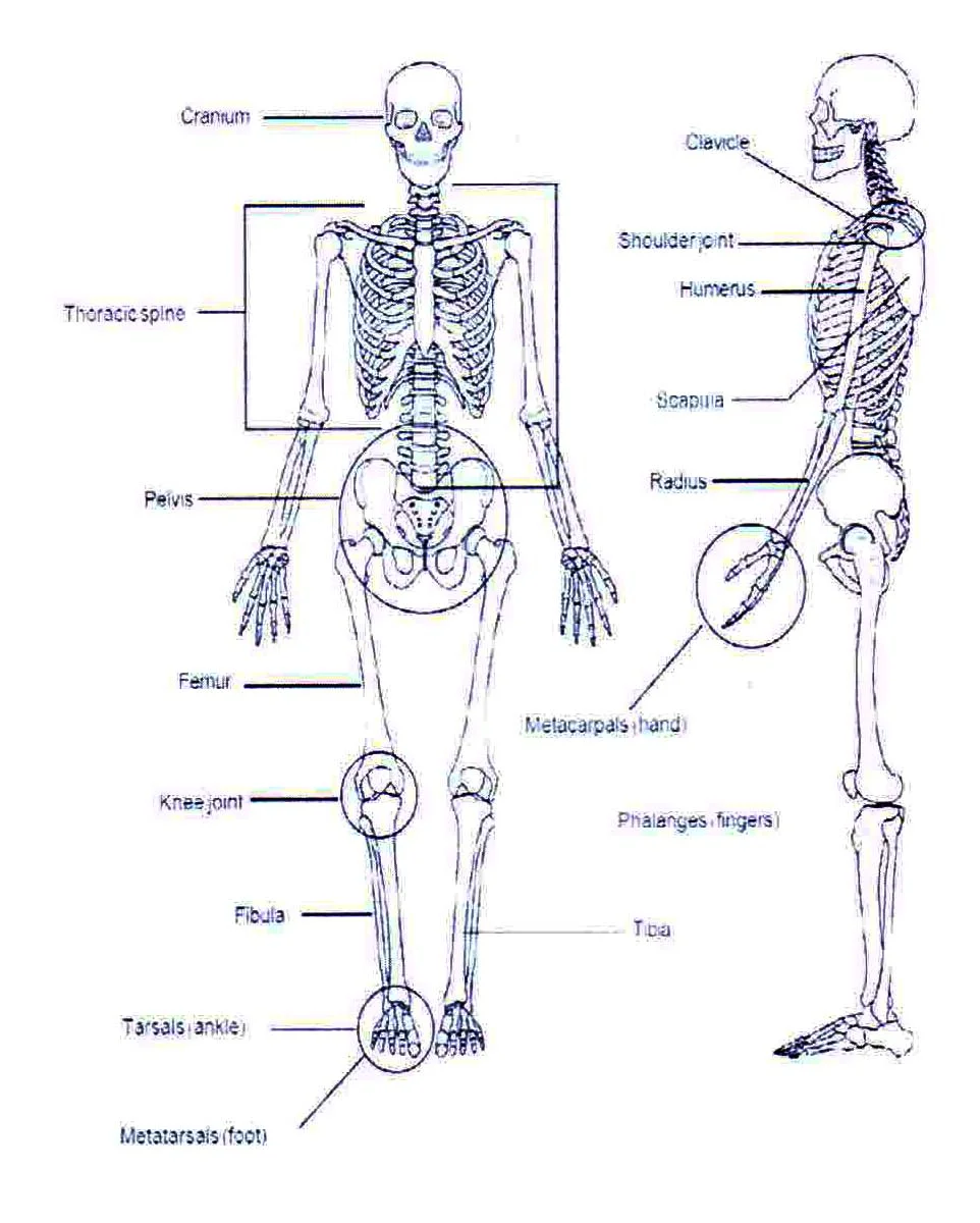 Anatomical References - Human body Systems - Organs 17 Musculoskeletal System