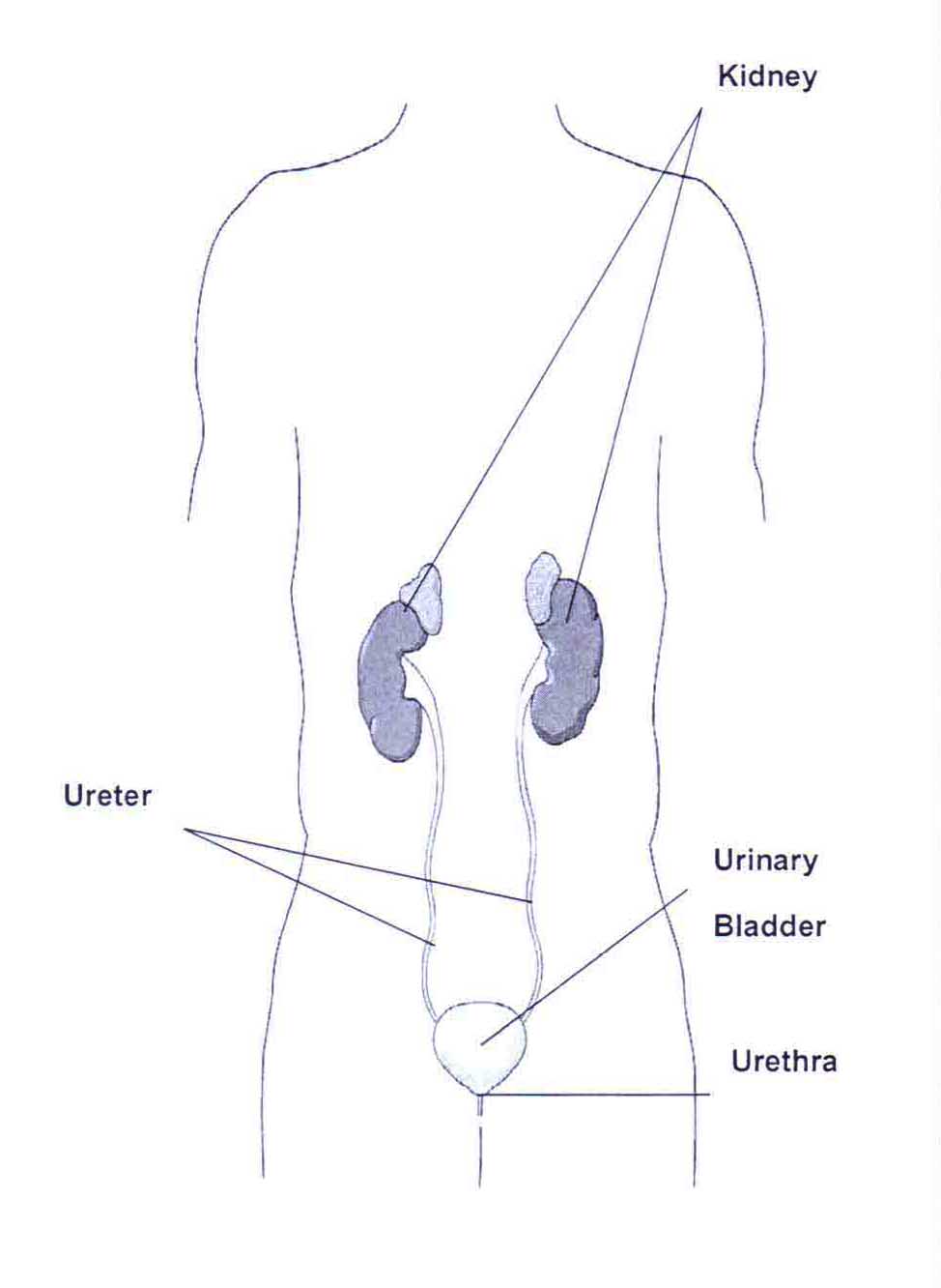 Urinary System Photos of sketch human body