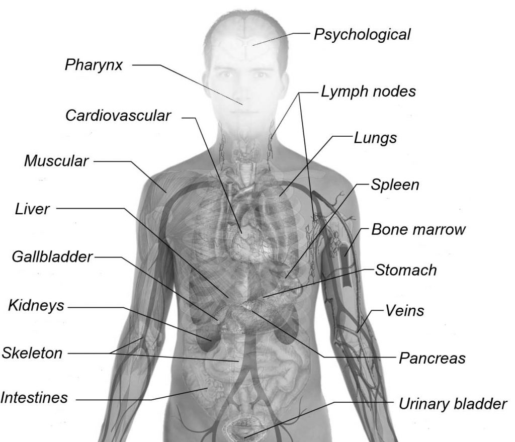 Anatomical References - Human body Systems - Organs | A Rescuer