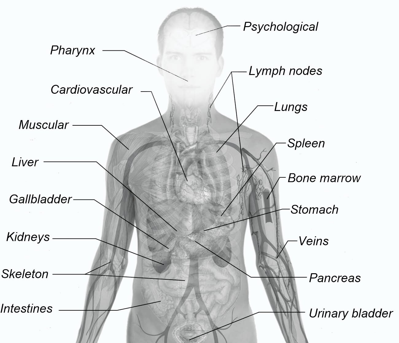 Normal anatomy