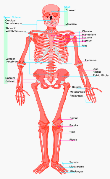 Skeletal system Colorful